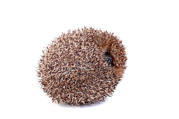 istock European hedgehog on white background 502091417