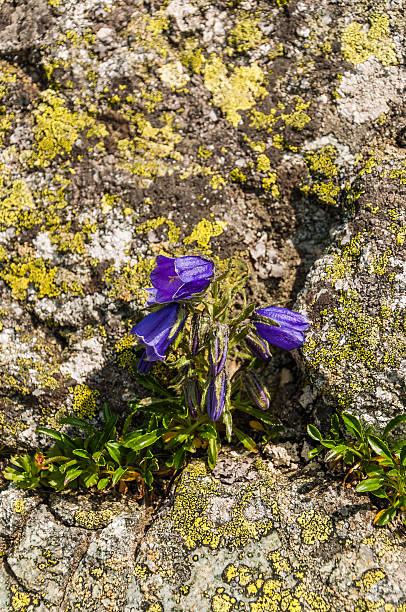 istock Campanula alpina Jacq. 502091651