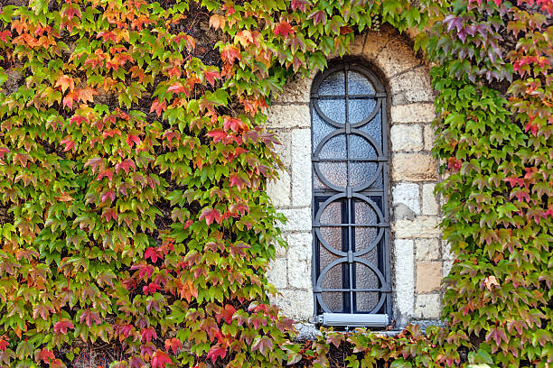 istock window  with orange and green leaves 502091793