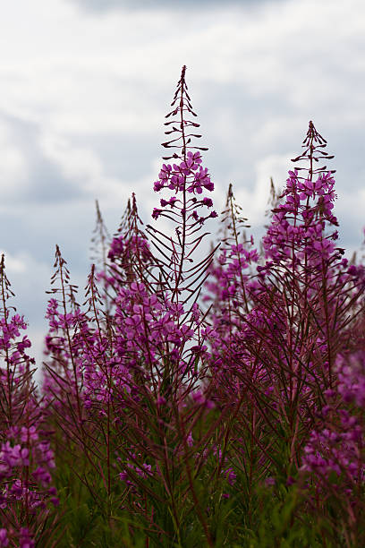 istock Some flowers Rosebay Willowherb or Fireweed 502091817