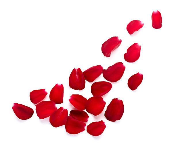 istock petals rose flower nature love 502091835