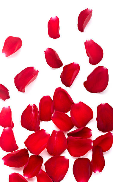 istock petals rose flower nature love 502091845