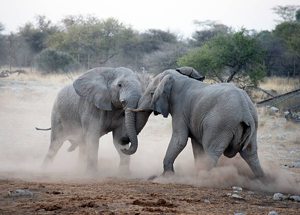 Elephants Fighting Stock Photo - Download Iмage Now - Elephant, Fighting,  2015 - iStock