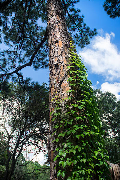 Air Potato Invasive Vine Growing On Tree In Forest
