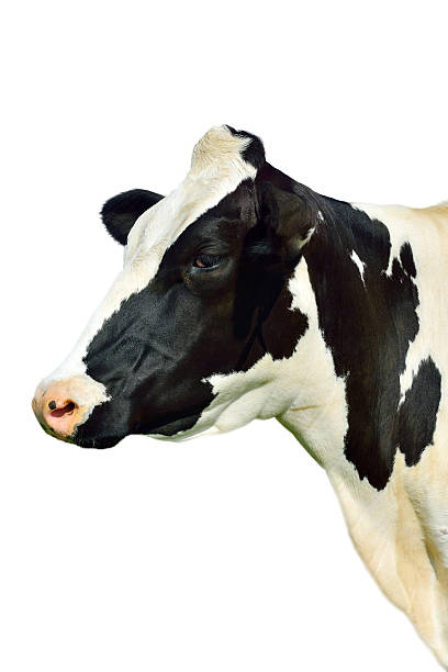 istock head of a holstein cow. isolated. 502092993