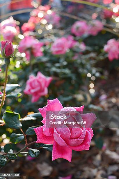 Beautiful Frosty Pink Rose Stock Photo - Download Image Now - 2015, Animals In The Wild, Beauty In Nature