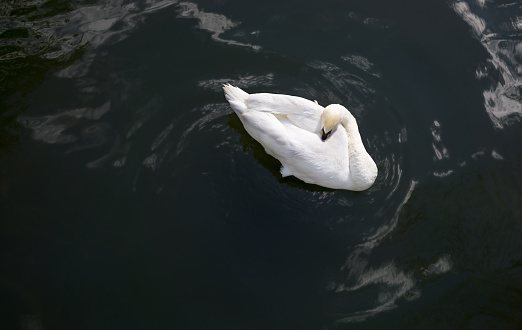 Lonely white swan sleeping on surface water.View from above