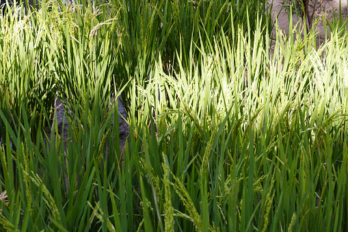 A full frame image of different types of grasses in a wetlands area.