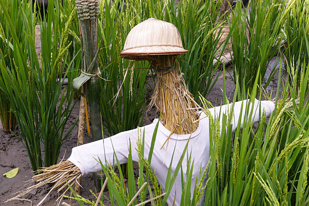 istock scarecrow in rice paddy field 502094092