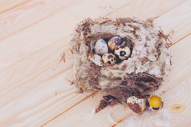 istock Quail eggs in the nest 502095626