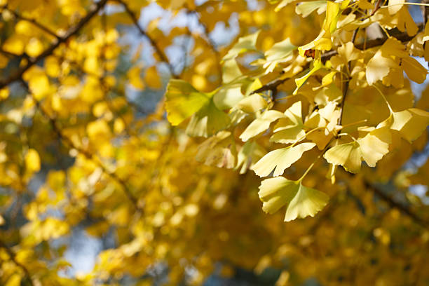 istock Ginkgo Biloba leaves. 502096420
