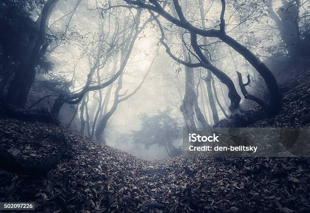 Autumn Forest In Fog Beautiful Natural Landscape Vintage Style Stock Photo - Download Image Now