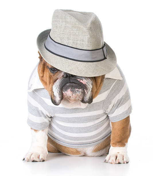 istock male bulldog 502097832