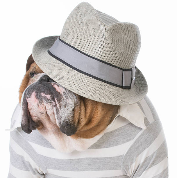 istock male bulldog 502097886