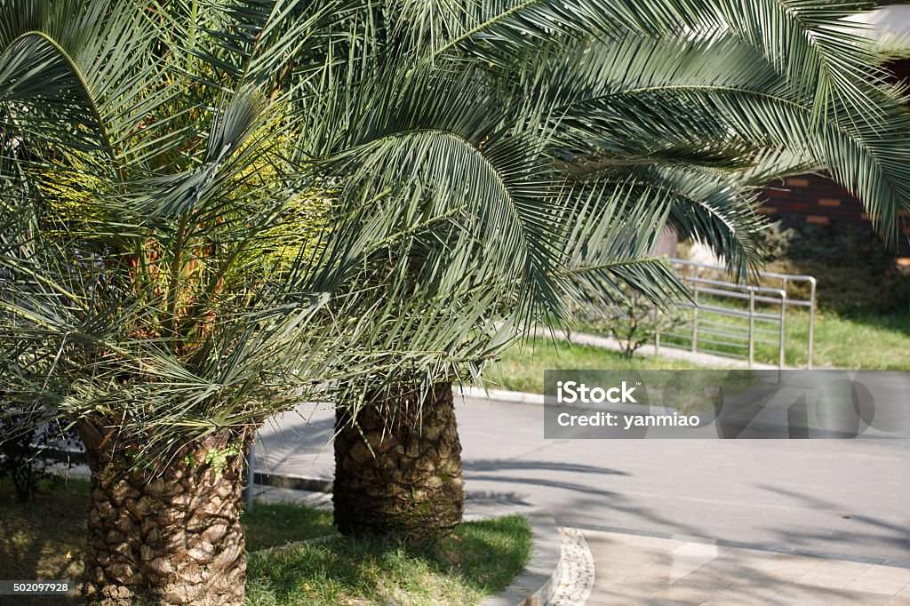 Two Phoenix canariensis tree Two Phoenix canariensis in the garden Canary Island Date Palm Stock Photo