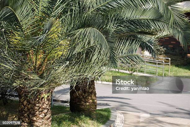 Two Phoenix Canariensis Tree Stock Photo - Download Image Now - Canary Island Date Palm, 2015, Community