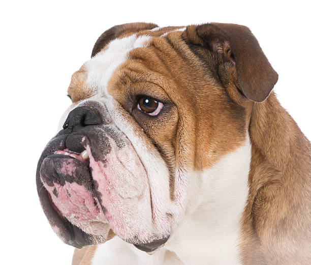 istock bulldog portrait 502097960