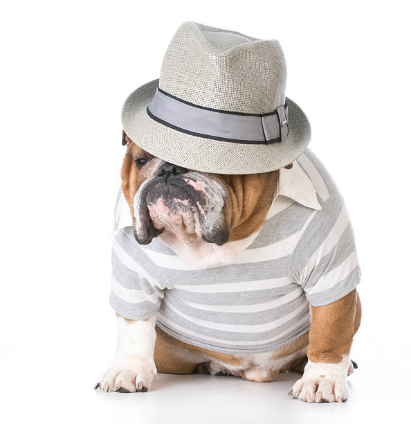 istock male bulldog 502098172