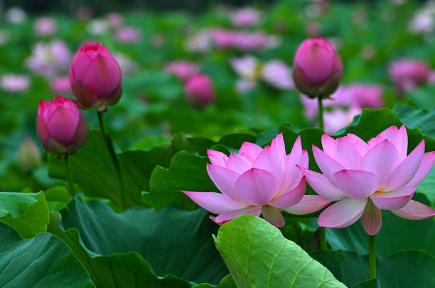 自然美 - lily nature flower macro ストックフォトと画像