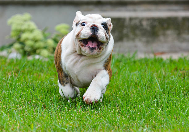 istock bulldog puppy 502098244