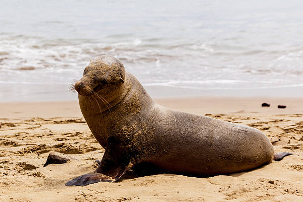 istock Sea lion on the beach at Galapagos Islands 502098254