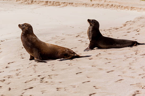 istock Sea lion on the beach at Galapagos Islands 502098266
