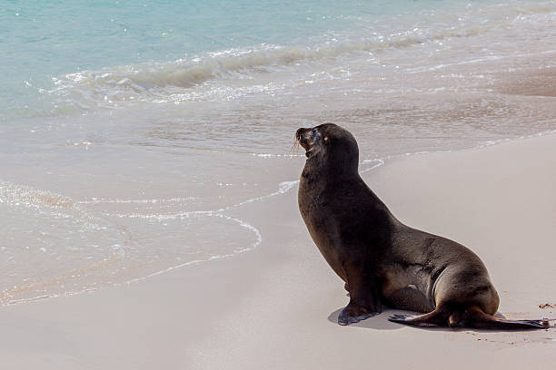 istock Sea lion on the beach at Galapagos Islands 502098292