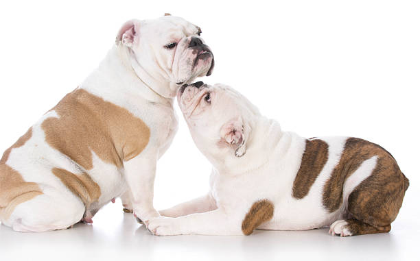 istock bulldog mother and daughter 502098346