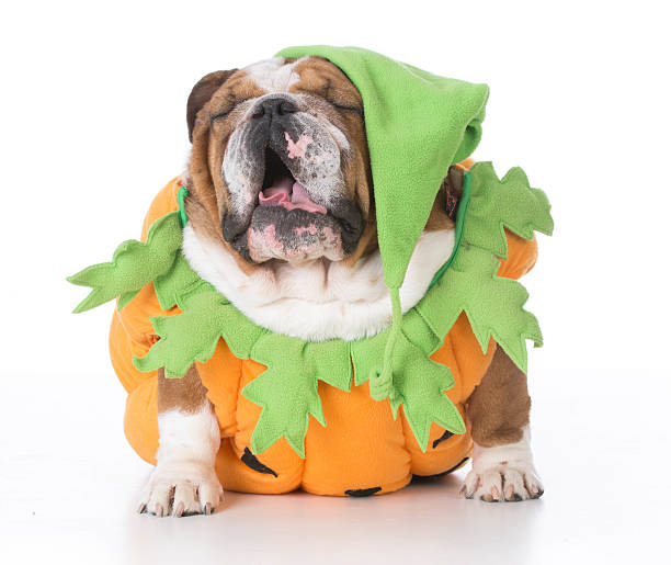 istock dog dressed like a pumpkin 502098396