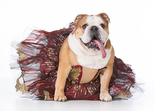 english bulldog in tutu