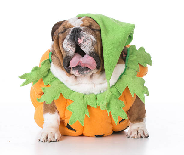 istock dog dressed like a pumpkin 502098694