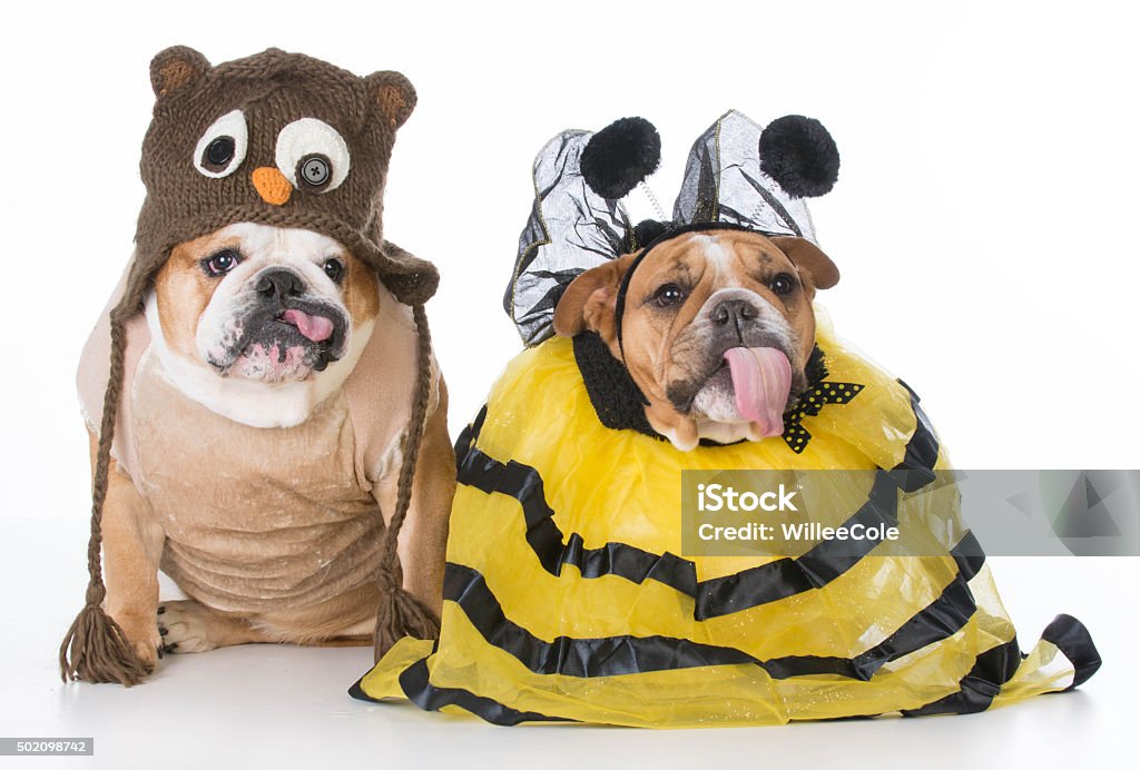 birds and the bees two bulldogs wearing birds and bees costume 2015 Stock Photo
