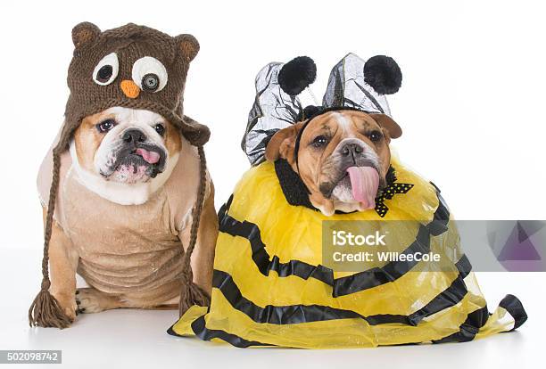 Birds And The Bees Stock Photo - Download Image Now - 2015, Animal, Bee