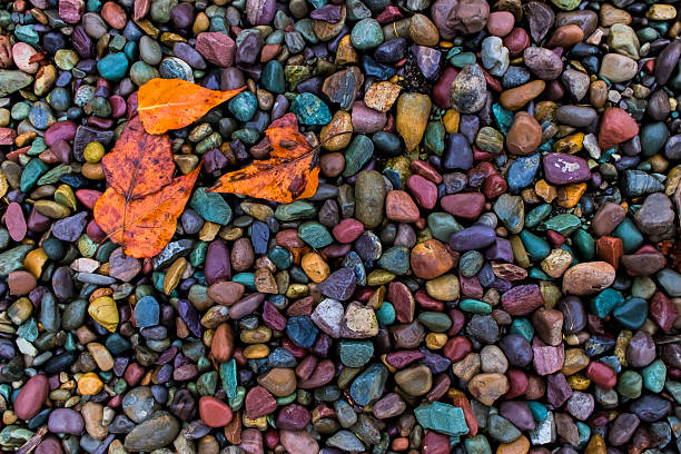 Wet leaves against rocks near the water's edge