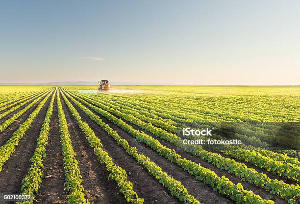 Tractor Spraying Soybean Stock Photo - Download Image Now - Agricultural Field, Soybean, Tractor