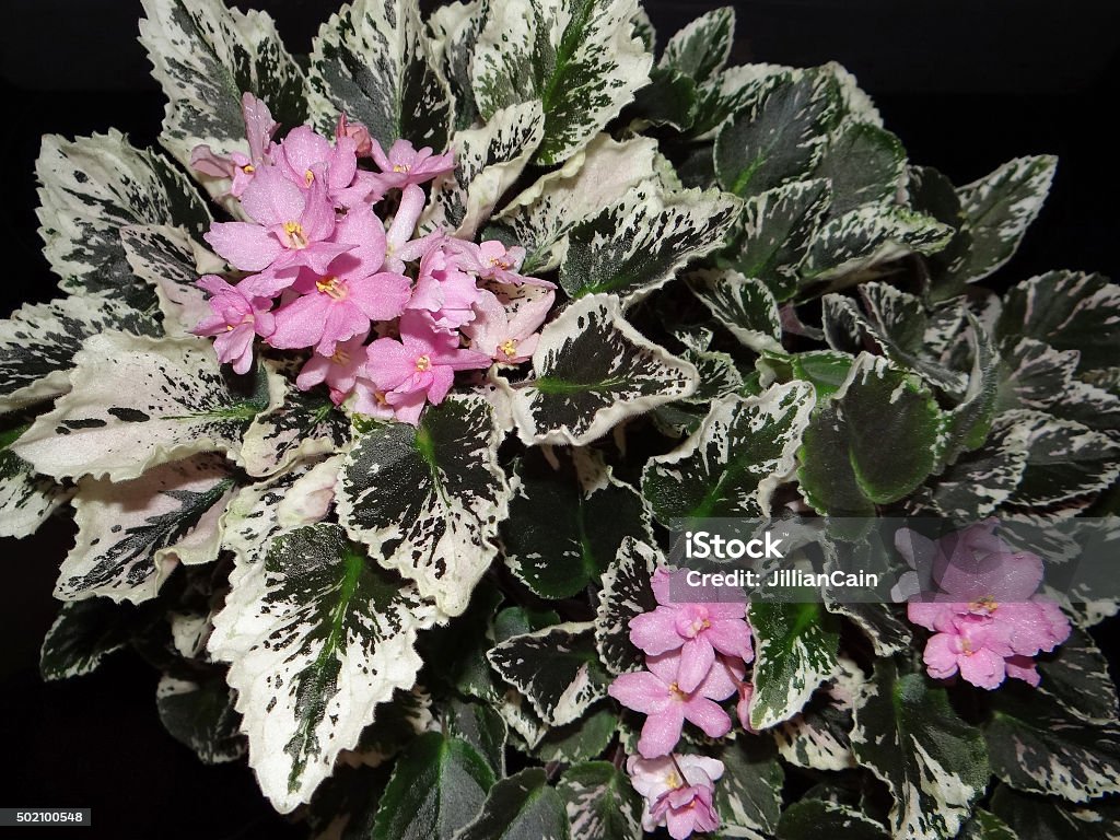 Variegated African Violet Trailer With Pink Flowers Stock Photo - Download  Image Now - iStock
