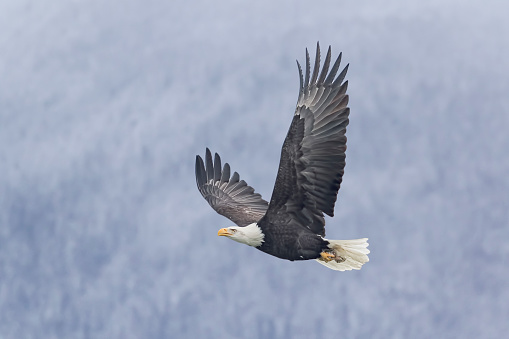 Salmon to the Trees - A bald eagle snatches and carries a piece of salmon from the shores of the Chilkat river to the protection of the nearby trees where it can avoid challenges from other eagles. Haines, Alaska.