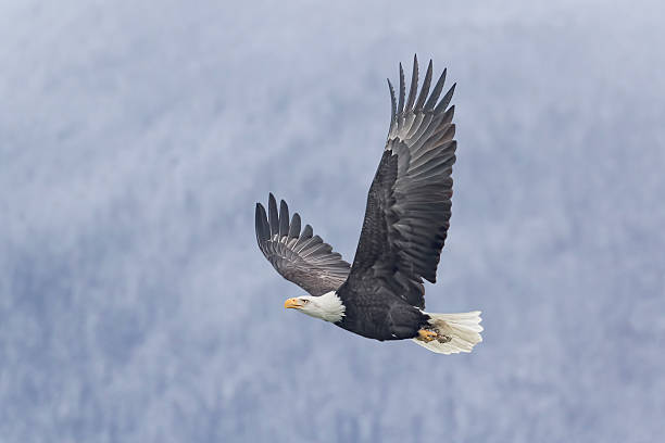 salmão para as árvores - haines imagens e fotografias de stock