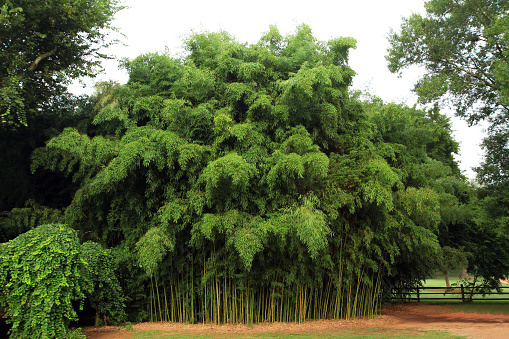 Large isolated clump of bamboo 
