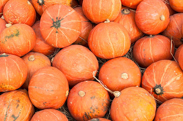 istock Orange pumpkin pile on a farm 502100920
