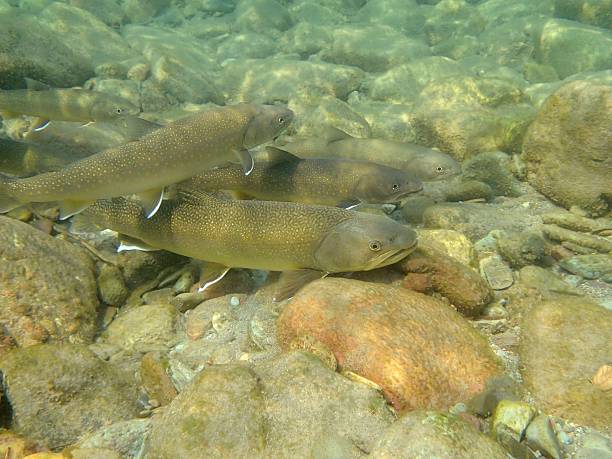 Bull Trout1 Bull Trout swim up the Middle Fork of the Flathead River near Essex bull trout stock pictures, royalty-free photos & images
