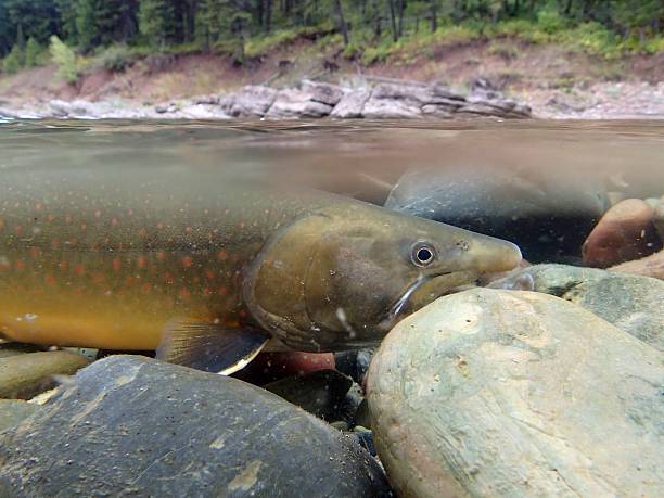 bull trout - bull trout stock-fotos und bilder