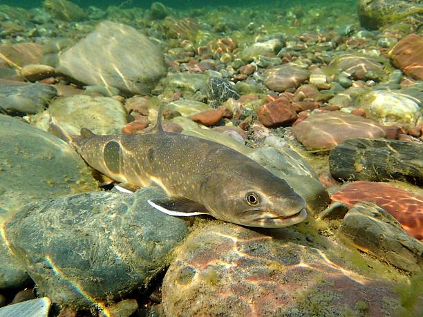 trucha toro - bull trout fotografías e imágenes de stock