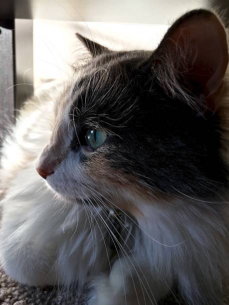 istock Close-up of a calico cat 502101068