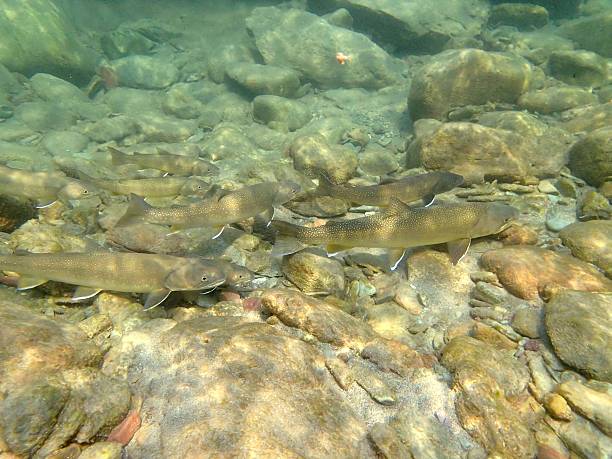 Bull Trout Bull Trout school up in the Middlefork of the Flathead River near Essex bull trout stock pictures, royalty-free photos & images