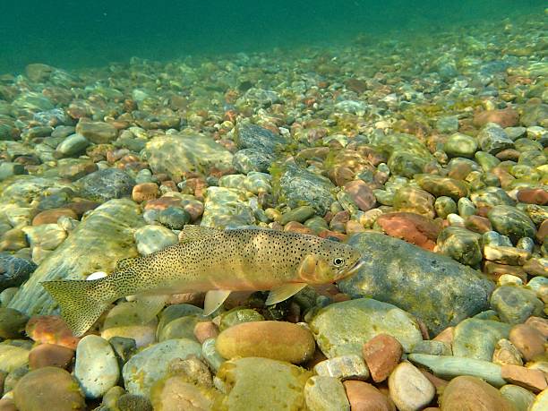 ladeira oeste-salmonada - cutthroat trout - fotografias e filmes do acervo