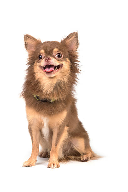istock Cute chihuahua puppy sitting looking at camera isolate 502102024