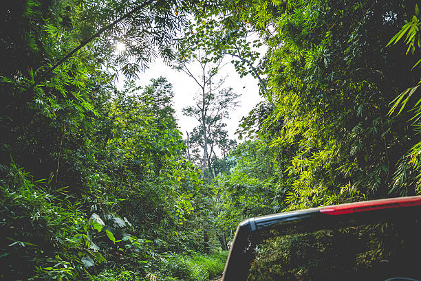 istock Travel to the jungle. 502102664