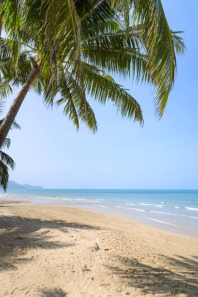 istock Tropical beach with coconut palm at summer time 502102782
