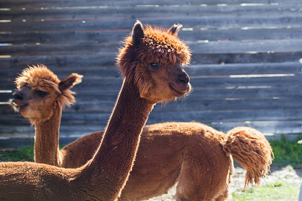 istock Lama in Alaska 502103060